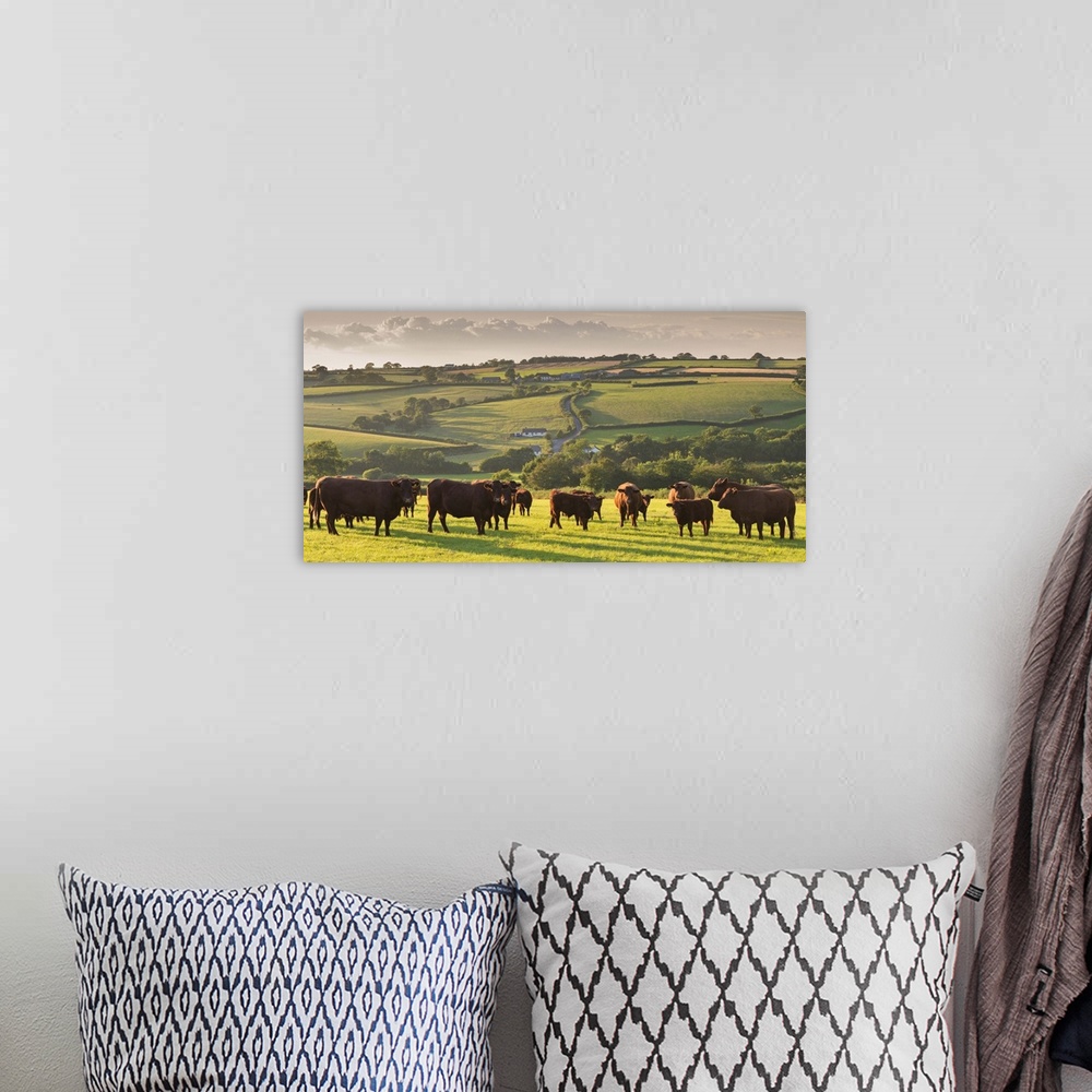 A bohemian room featuring North Devon Red Ruby cattle herd grazing in the rolling countryside, Black Dog, Devon, England. S...