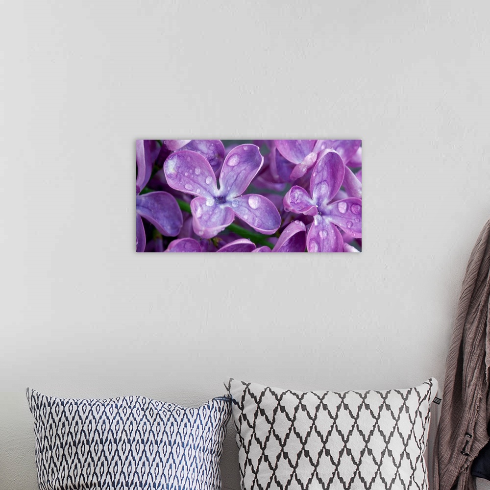 A bohemian room featuring Oversized, landscape, close up photograph of purple lilacs covered with dew drops.