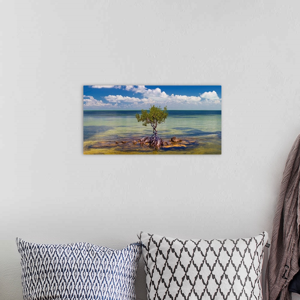 A bohemian room featuring Single mangrove tree in the gulf of mexico in the florida keys, florida, USA.
