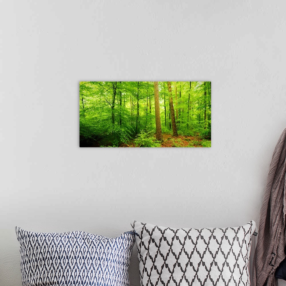 A bohemian room featuring View of a forest, Baden-Wurttemberg, Germany