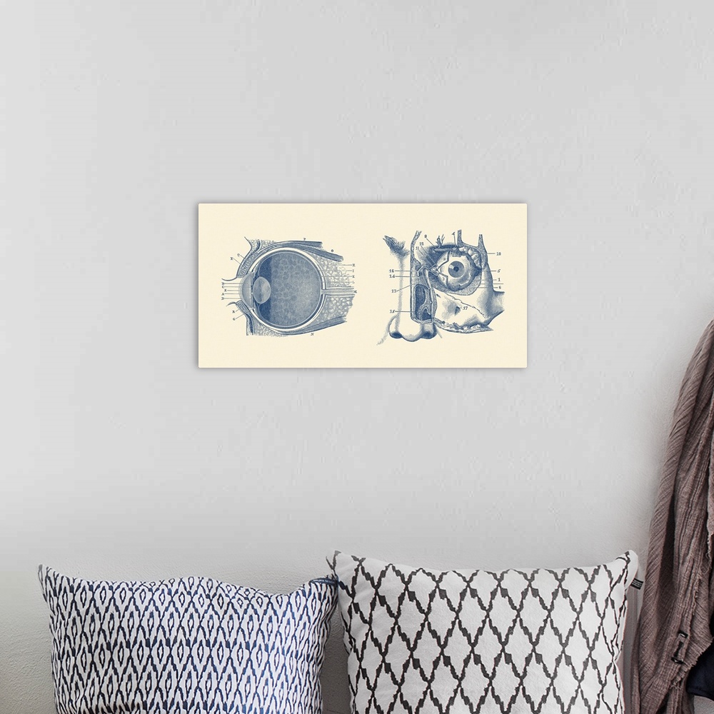 A bohemian room featuring Vintage anatomy print showing a diagram of the human eye anatomy.