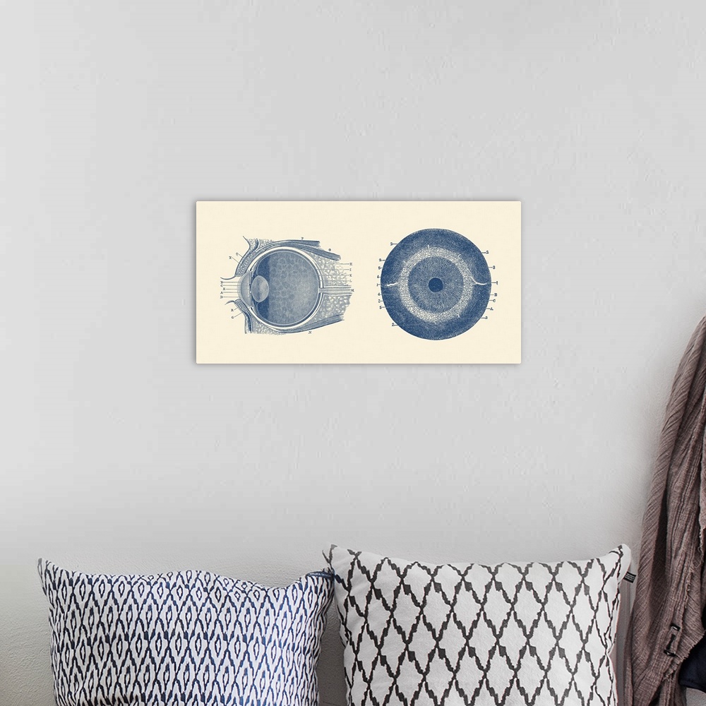 A bohemian room featuring Vintage anatomy print showing both a side and front view of the human eye.