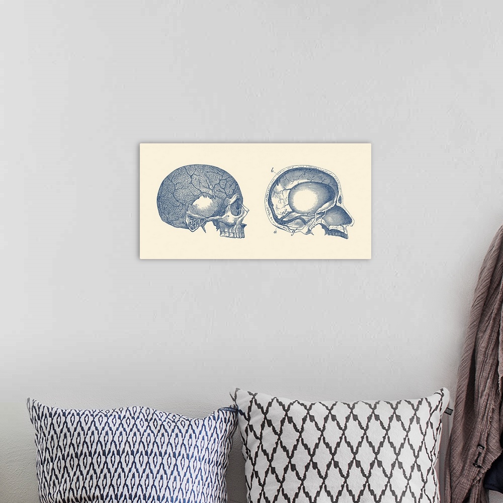 A bohemian room featuring Vintage anatomy print showing the side and inside views of a human skull.