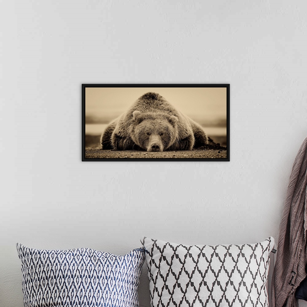 A bohemian room featuring This sepia-toned photograph of a large grizzly bear lying on it's stomach looking directly toward...