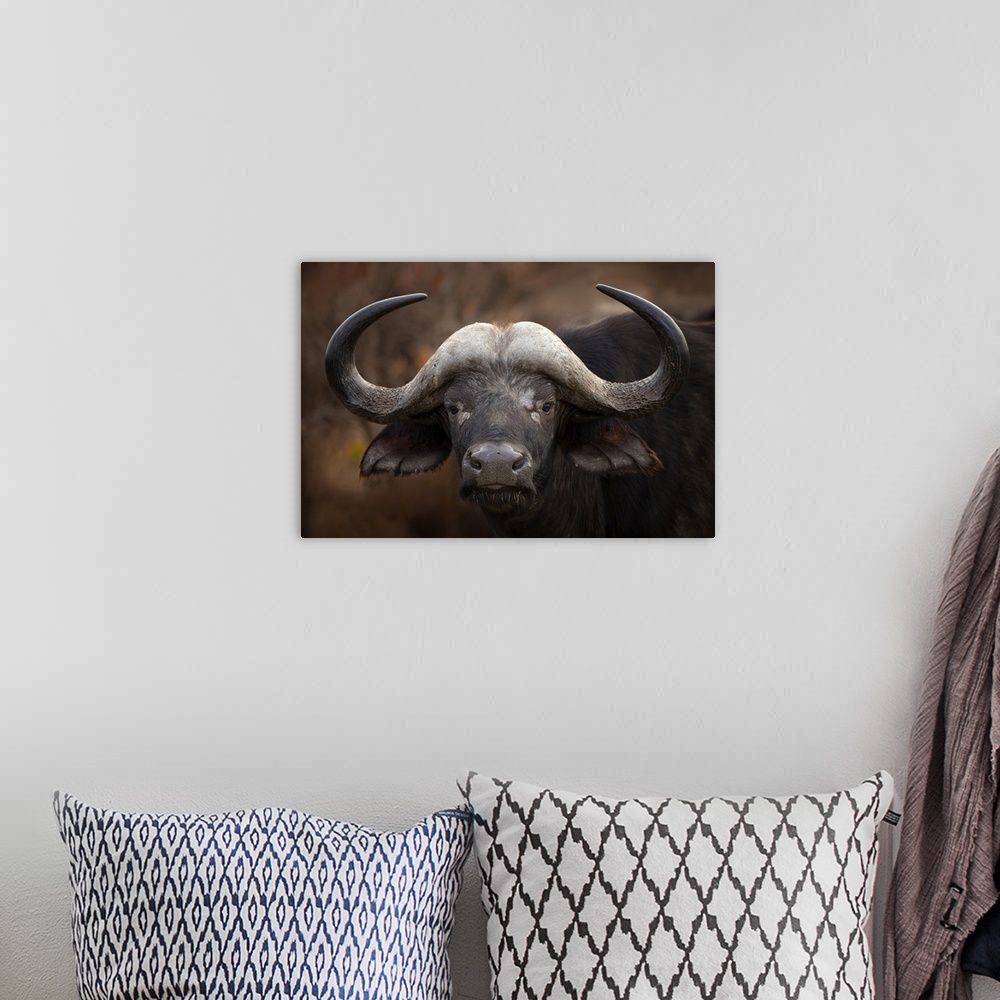 A bohemian room featuring A Cape Buffalo (Syncerus caffer) in Moremi Game Reserve in the heart of the Okavango delta in Bot...