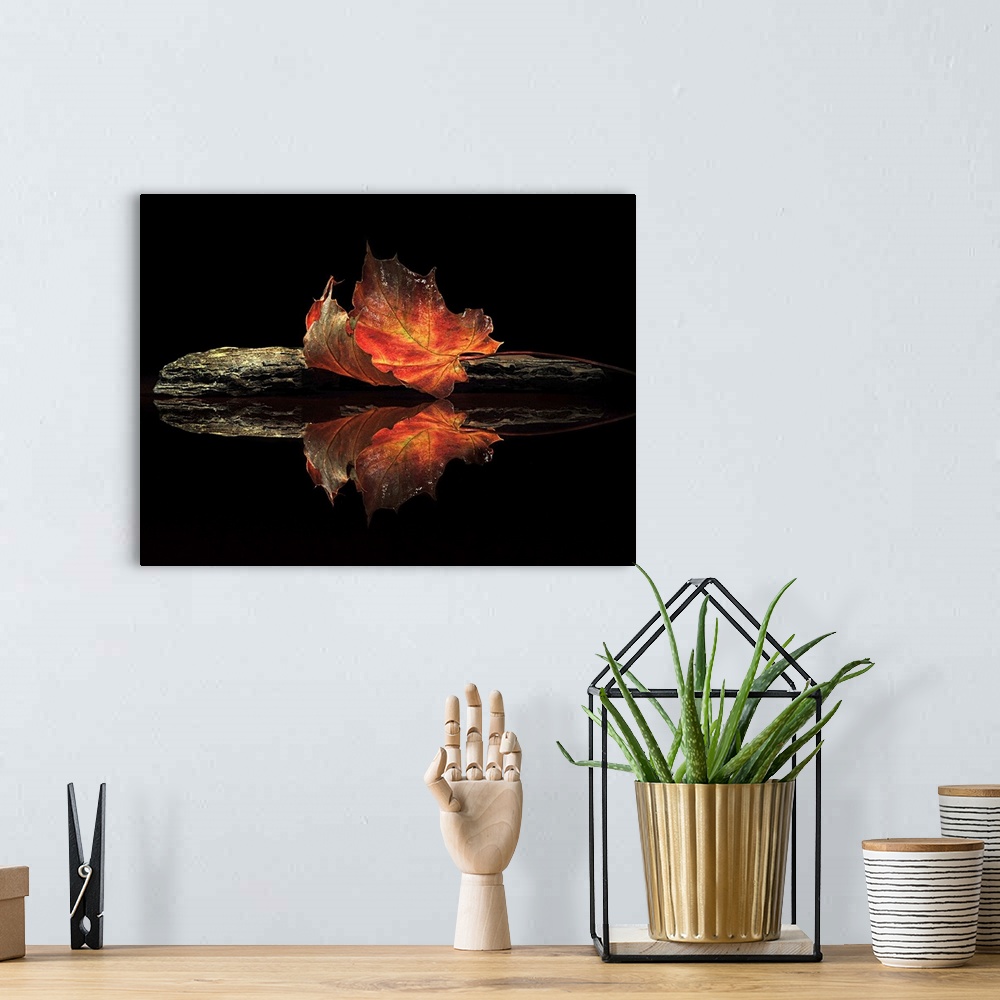 A bohemian room featuring A bright red leaf laying on a dark stone with a mirror reflection on the water.