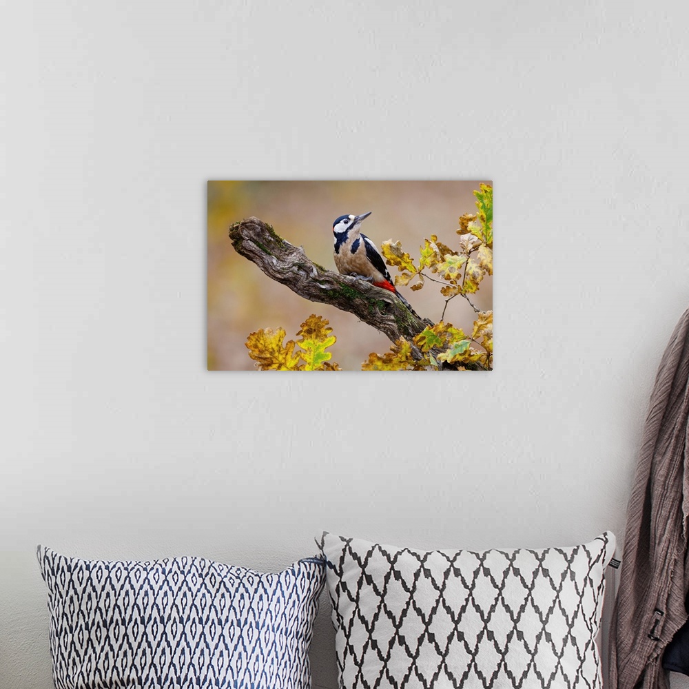 A bohemian room featuring Autumn Woodpecker