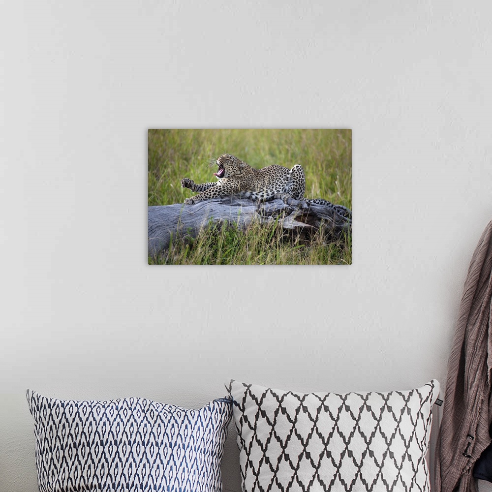 A bohemian room featuring A wild leopard yawning and stretching out on a log.