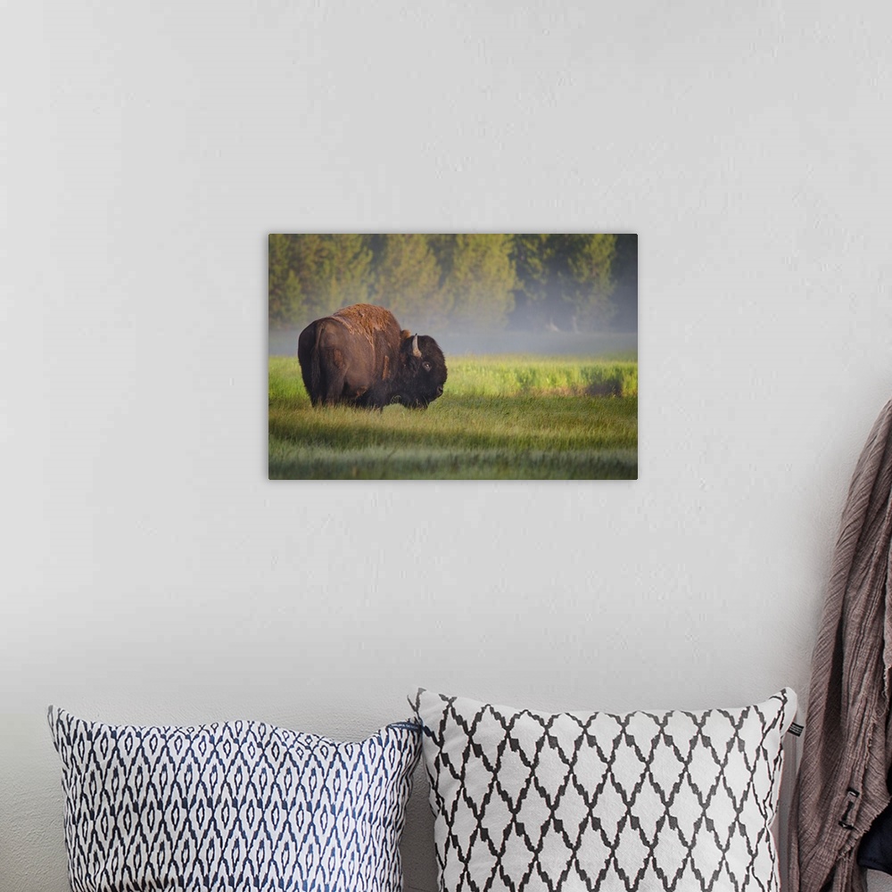 A bohemian room featuring A bison grazing in a field in Yellowstone on a misty morning.
