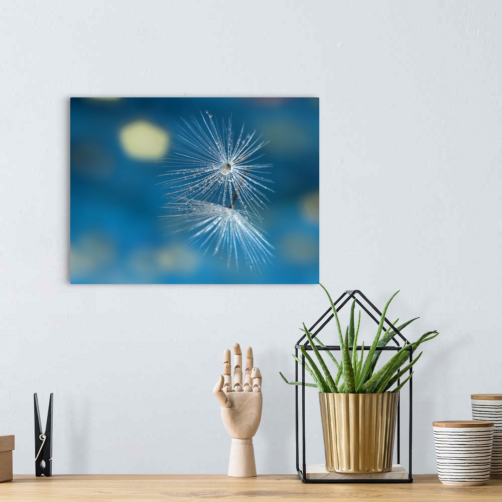 A bohemian room featuring Close up photo of two dandelion seeds on blue.