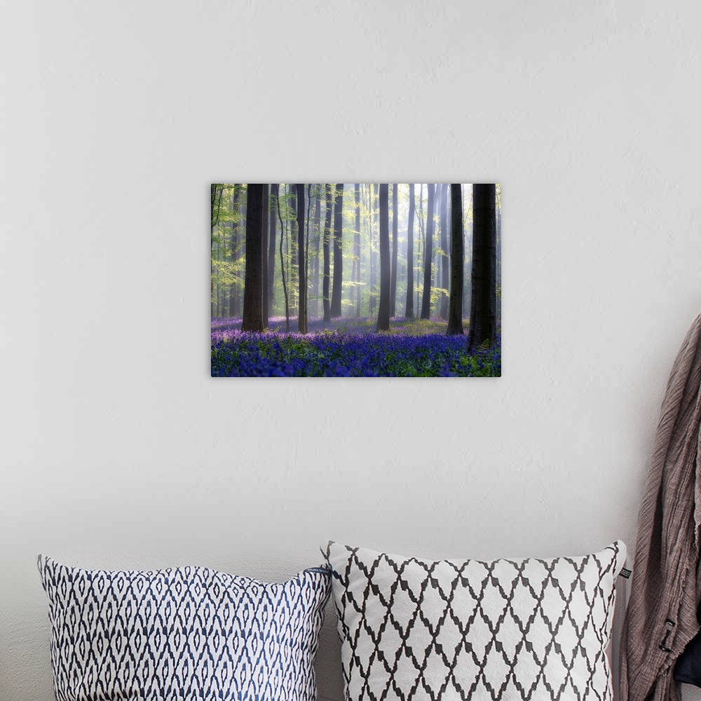 A bohemian room featuring Bright blue flower on the ground of a forest with tall trees and sunlight filtering in.