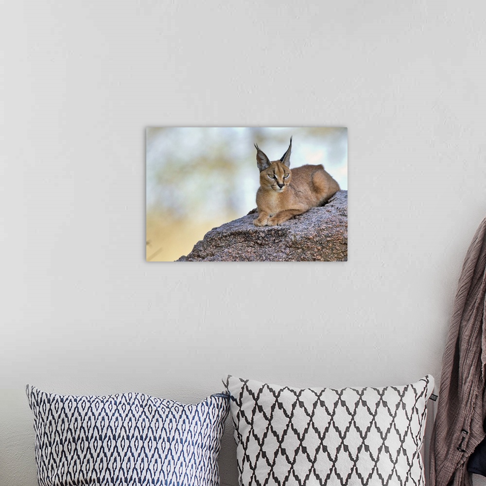 A bohemian room featuring A caracal with pointed ears laying on a rock.