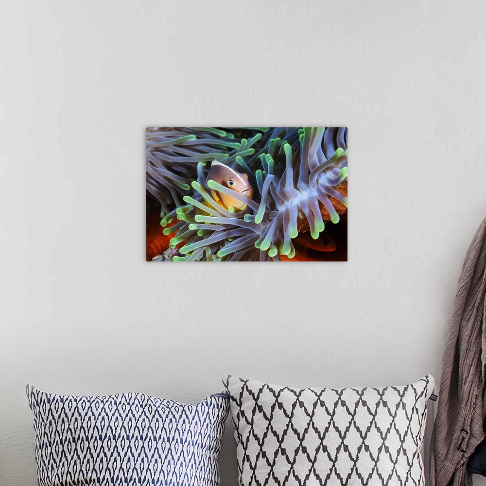 A bohemian room featuring A clownfish hiding in its colorful anemone home.
