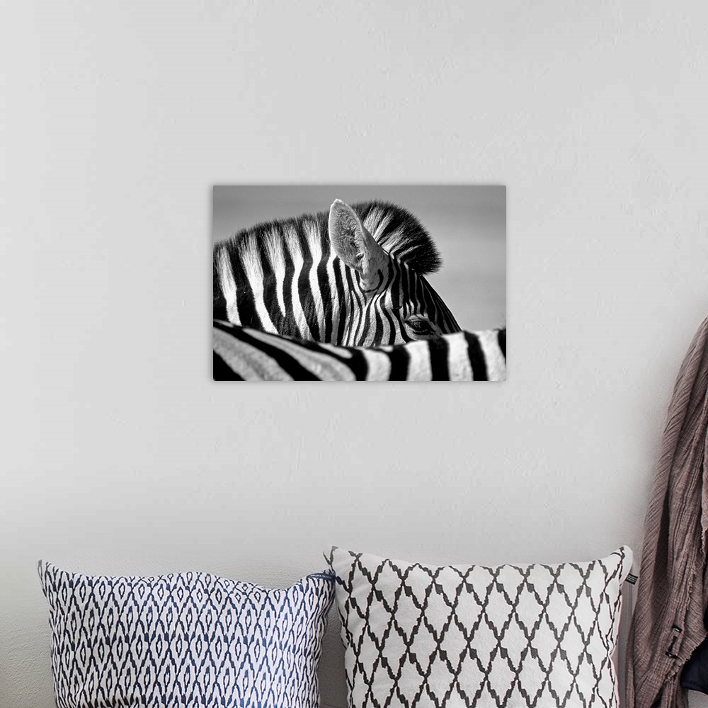 A bohemian room featuring Curious Zebra