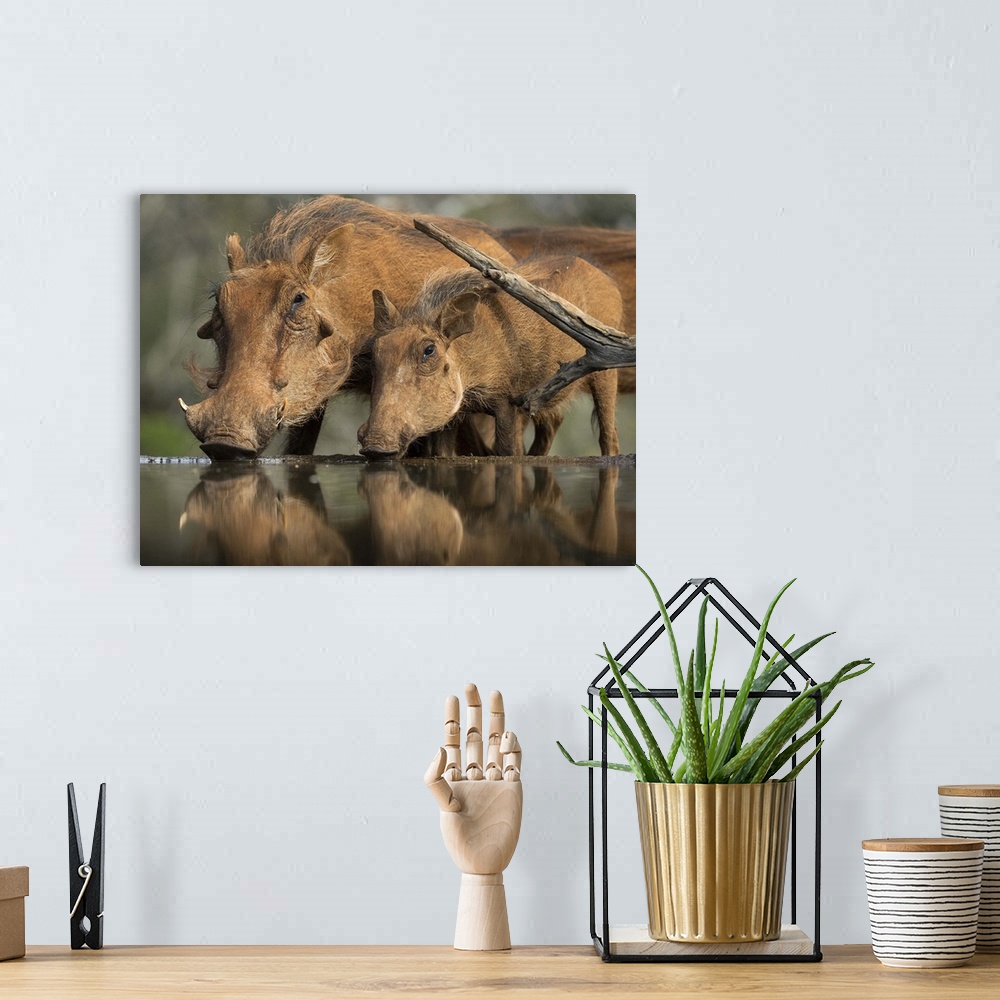 A bohemian room featuring Wildlife photograph of a mother a baby warthog drinking from a watering hole.
