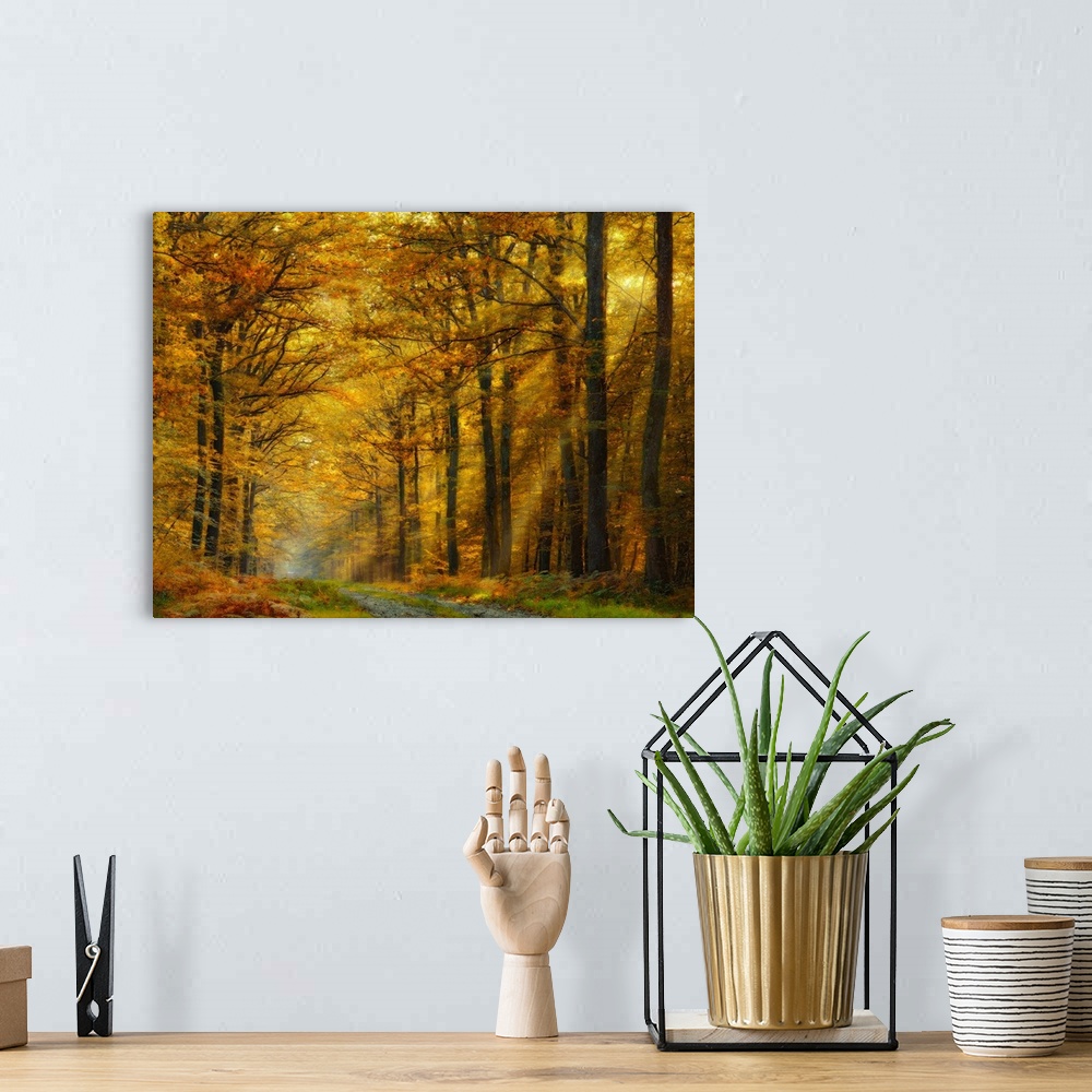 A bohemian room featuring Golden sunlight shining in a forest in the fall.