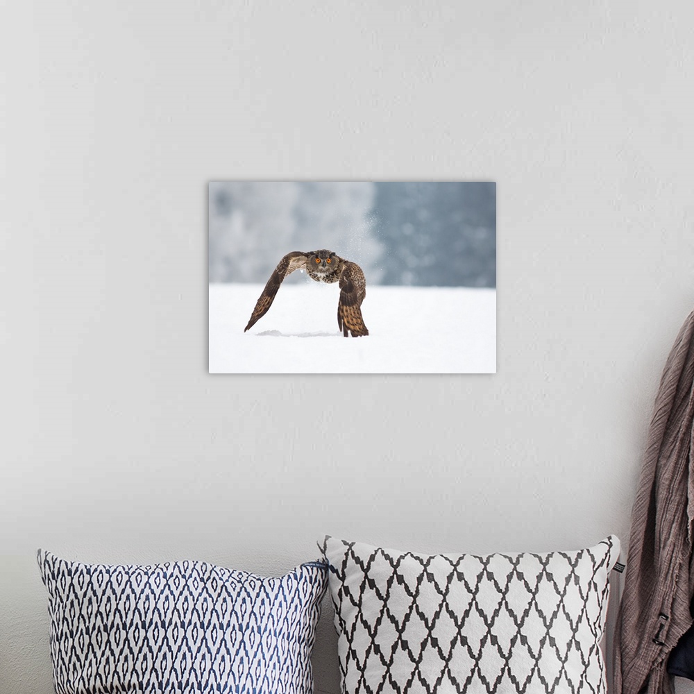 A bohemian room featuring Eurasian Eagle-Owl