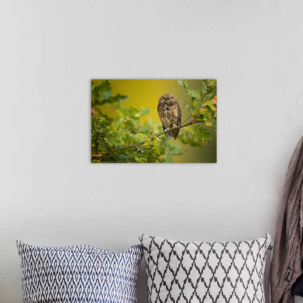 A bohemian room featuring Eurasian Scops Owl