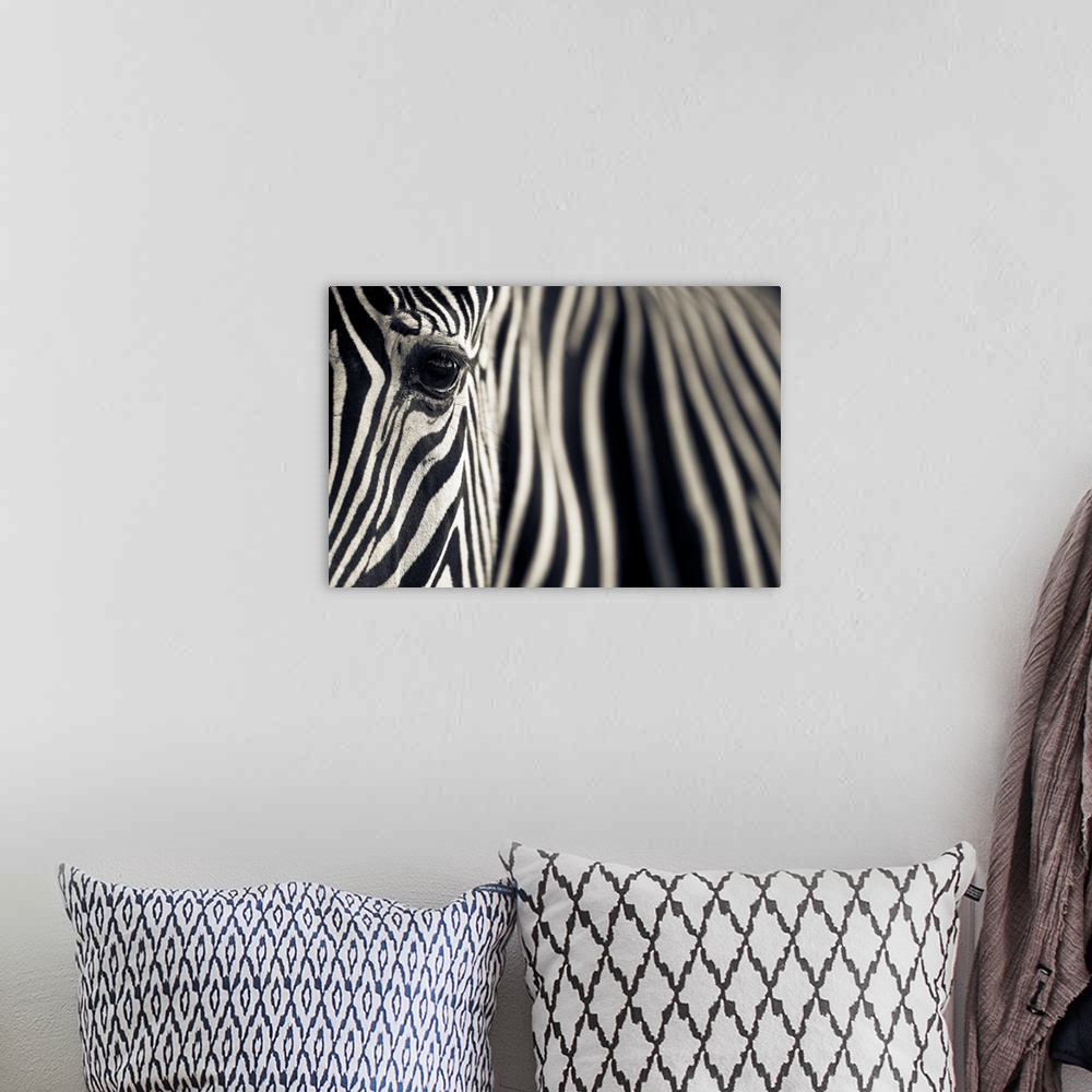 A bohemian room featuring A close up image of a Grevy's Zebra (Equus grevyi), also known as the imperial zebra. It is the l...