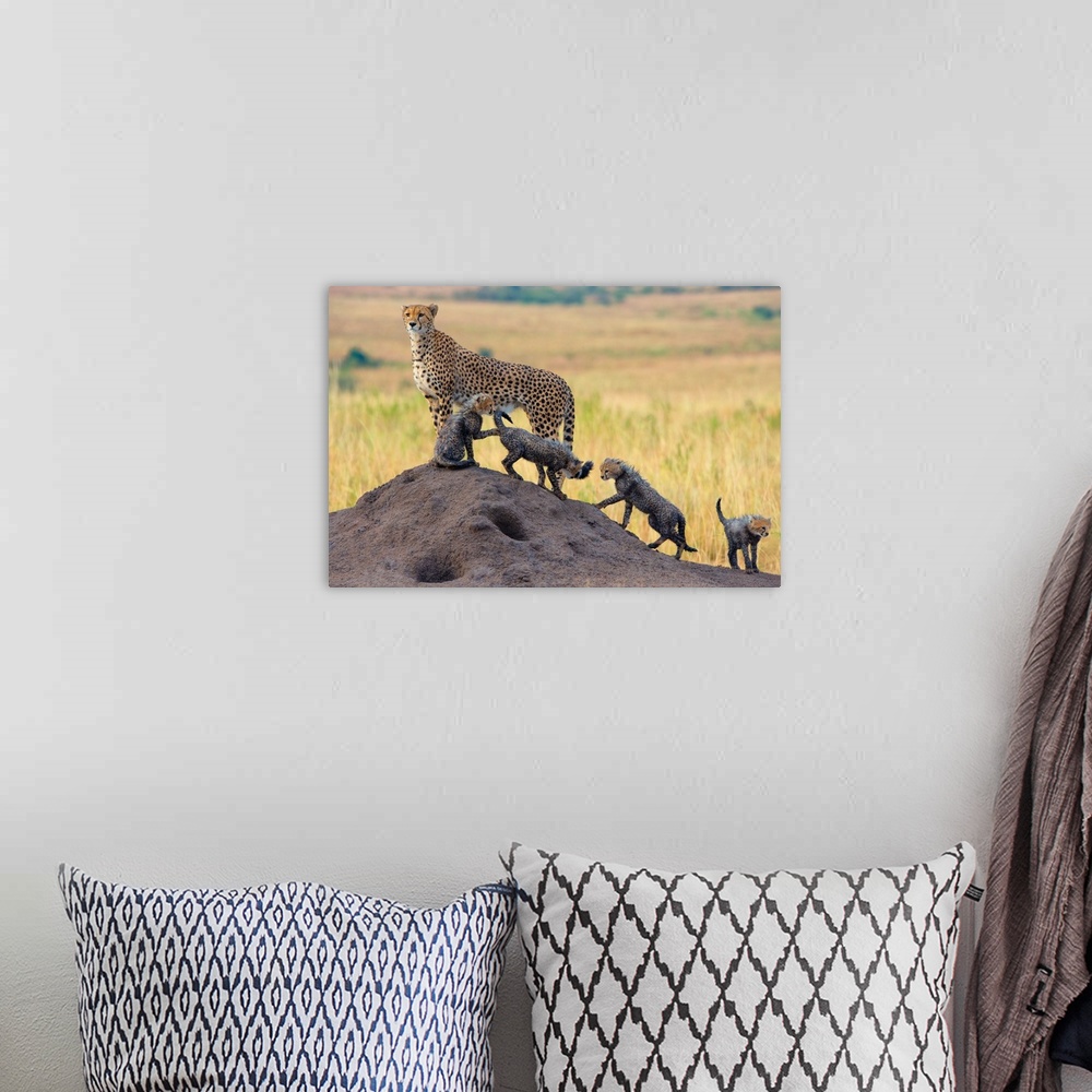 A bohemian room featuring A cheetah standing guard while her four cubs play.