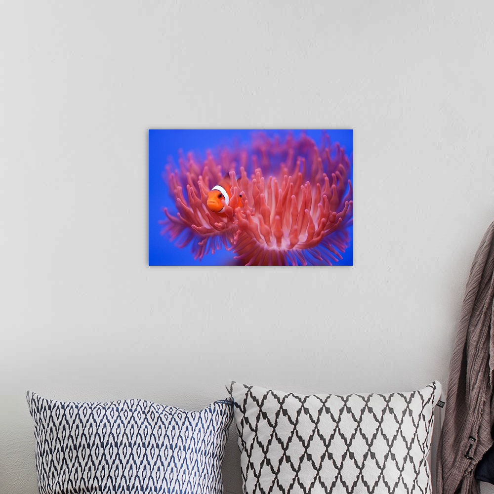 A bohemian room featuring Finding Nemo