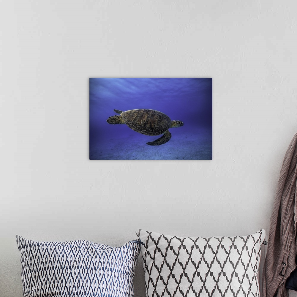 A bohemian room featuring A sea turtle swimming in deep blue ocean water.