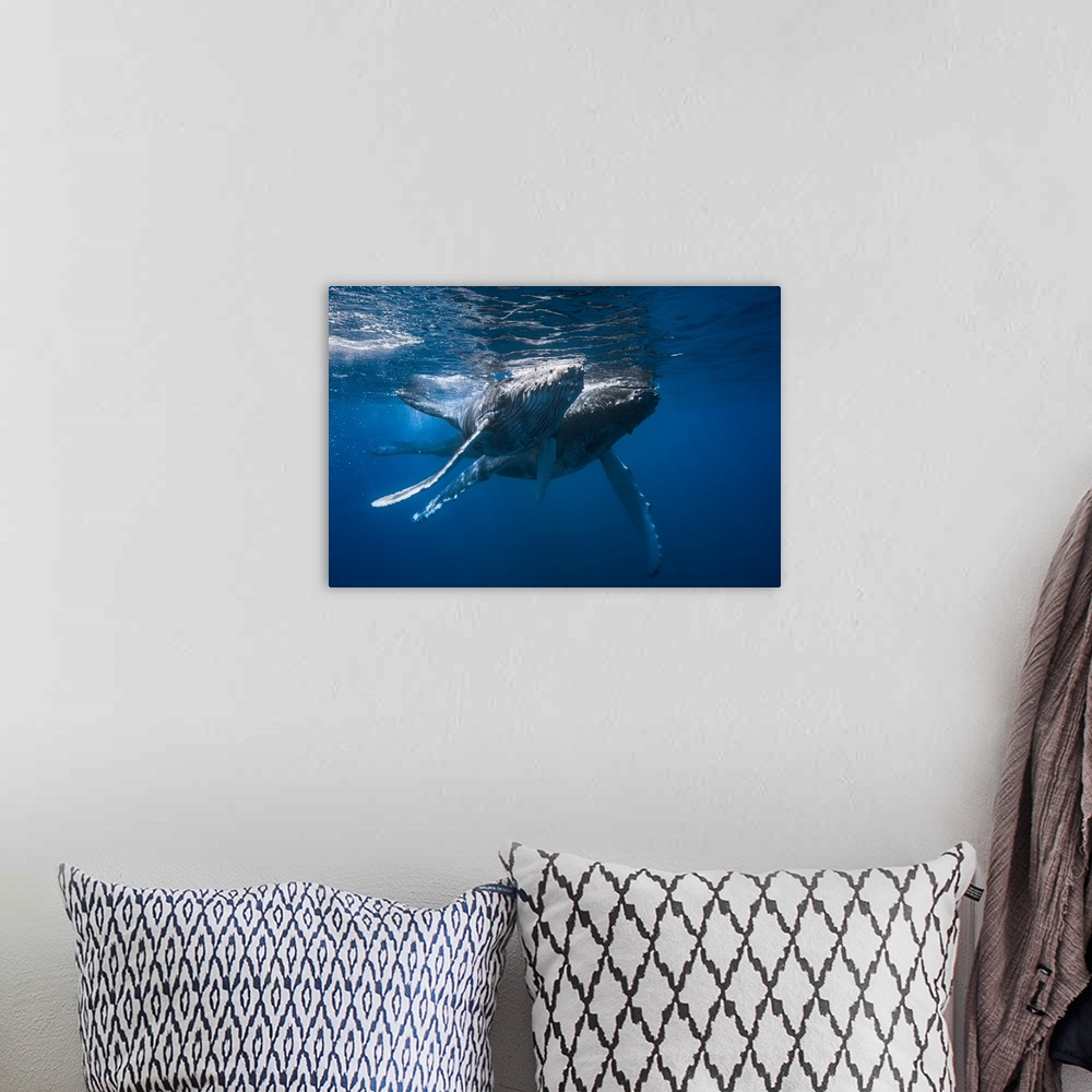 A bohemian room featuring A mother and her young calf swimming.