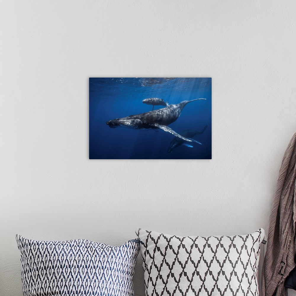 A bohemian room featuring Humpback Whale Family