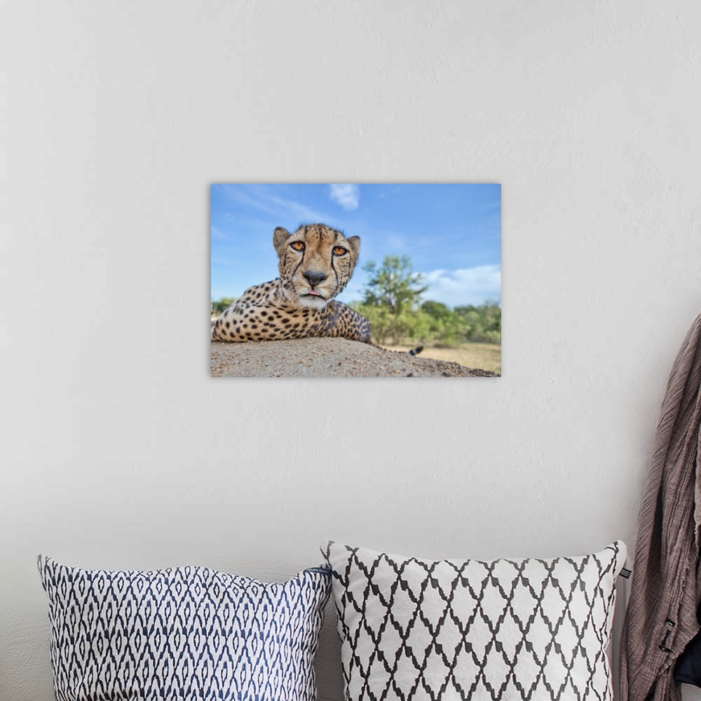 A bohemian room featuring Close up of a cheetah licking its chops and staring with deep orange eyes.