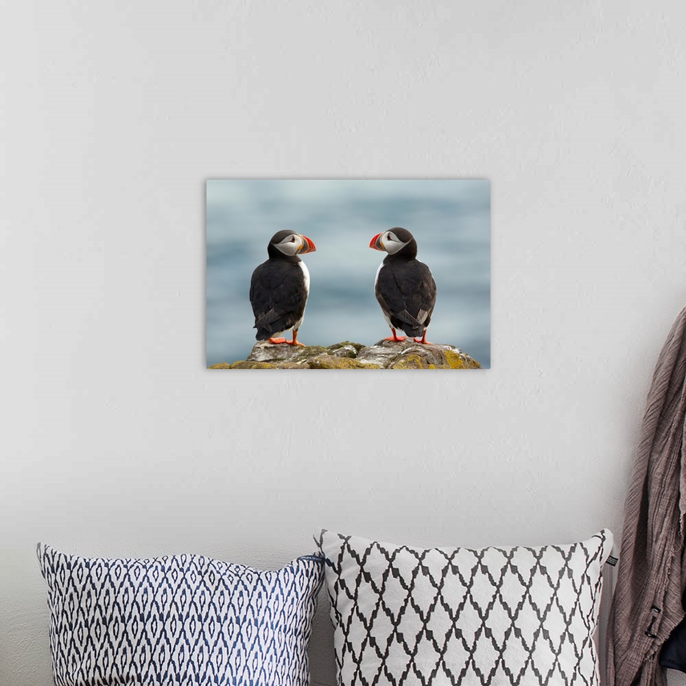 A bohemian room featuring Two puffins looking sweetly at each other, Iceland.
