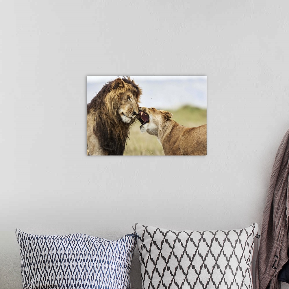 A bohemian room featuring A lioness roaring at a male lion, like a couple having an argument.