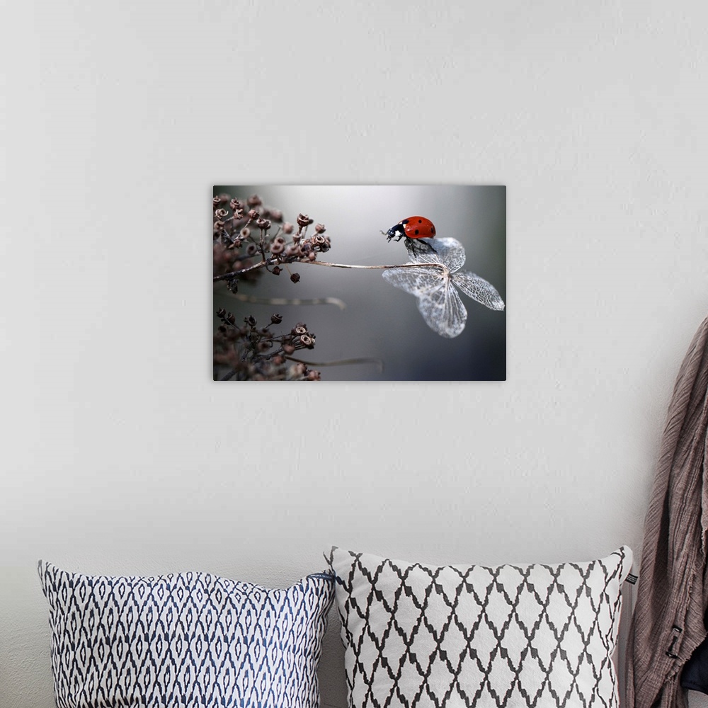 A bohemian room featuring A seven-spotted ladybug balancing on the dried petal of a hydrangea flower.