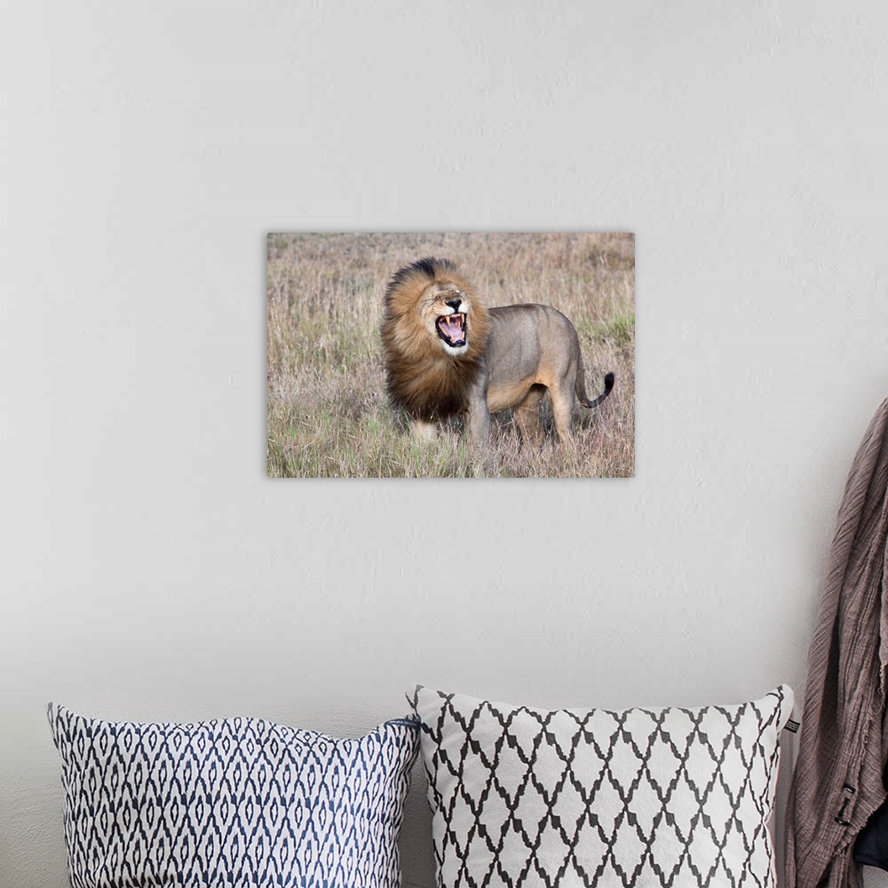 A bohemian room featuring A male lion roaring and baring his teeth in the savanna.