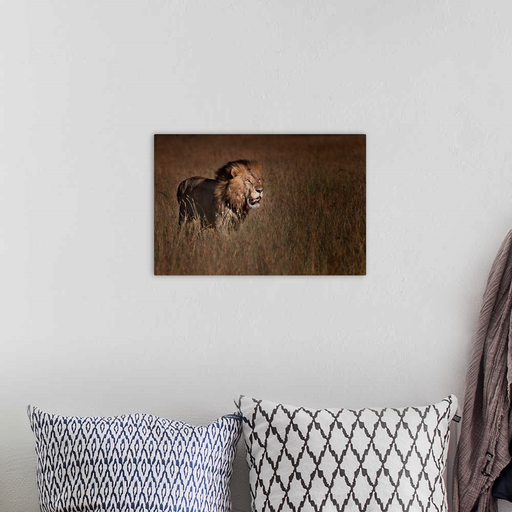 A bohemian room featuring Lion King