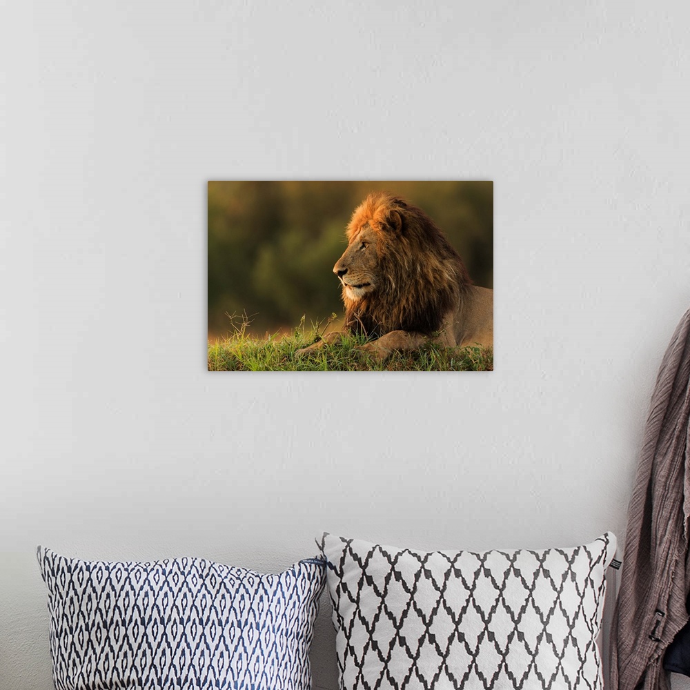 A bohemian room featuring Male Lion Watching Sunrise In Masai Mara