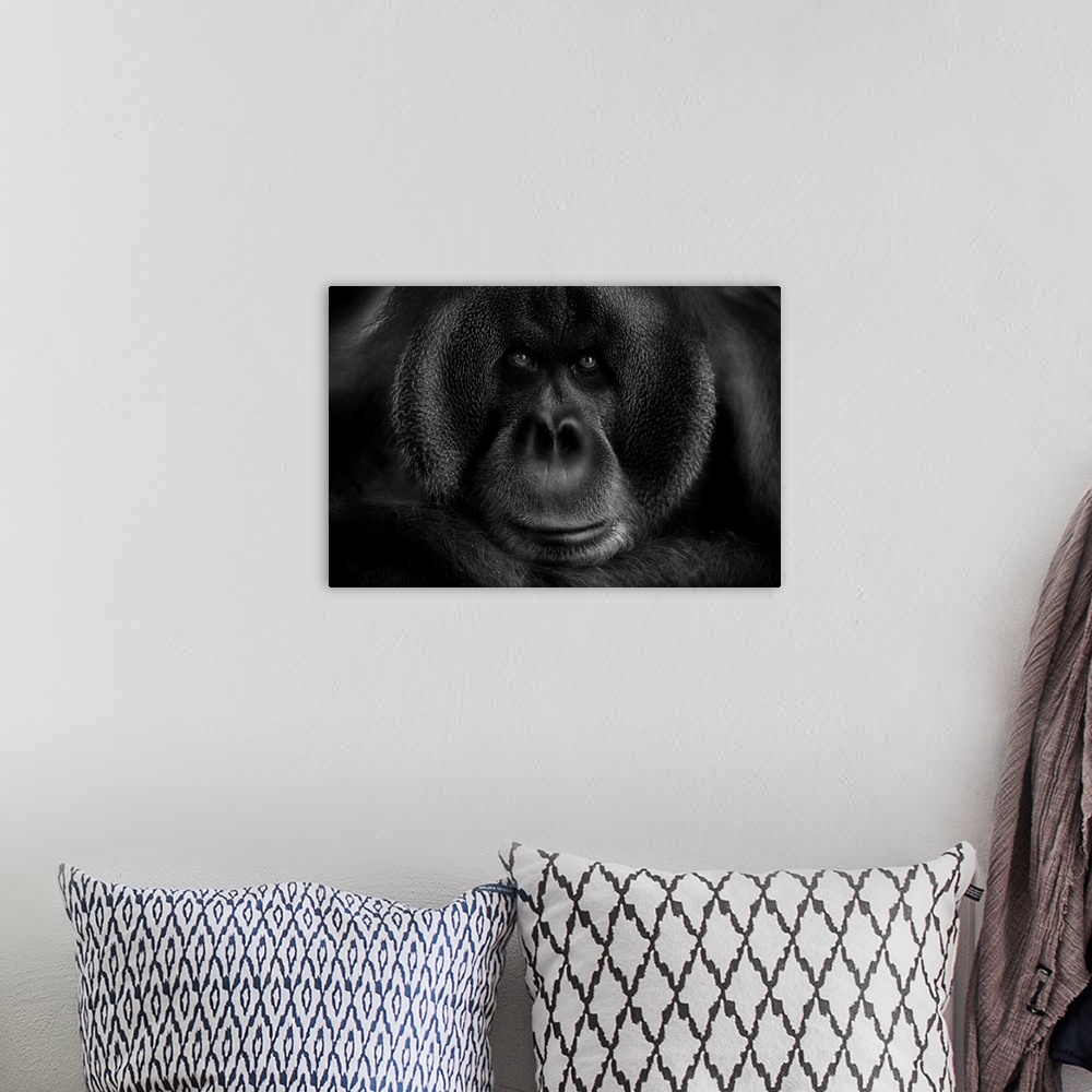 A bohemian room featuring Close-up portrait of an orangutan, filling up the frame.