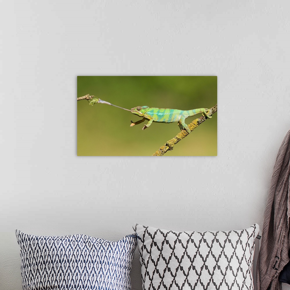 A bohemian room featuring Panther Chameleon