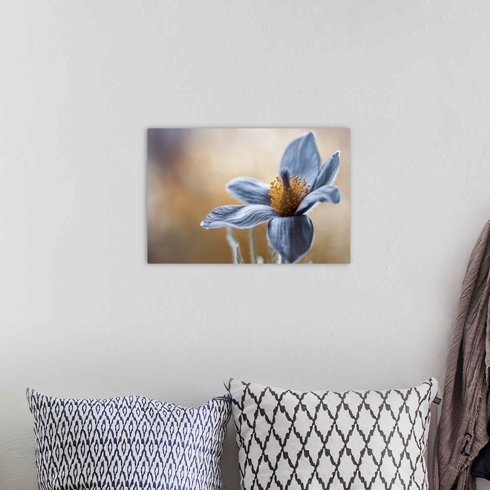 A bohemian room featuring Close up image of the soft white petals of a pasqueflower.
