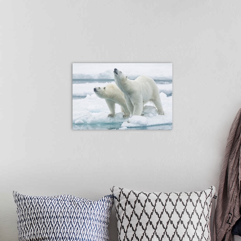 A bohemian room featuring Polar Bears, Mother And Son