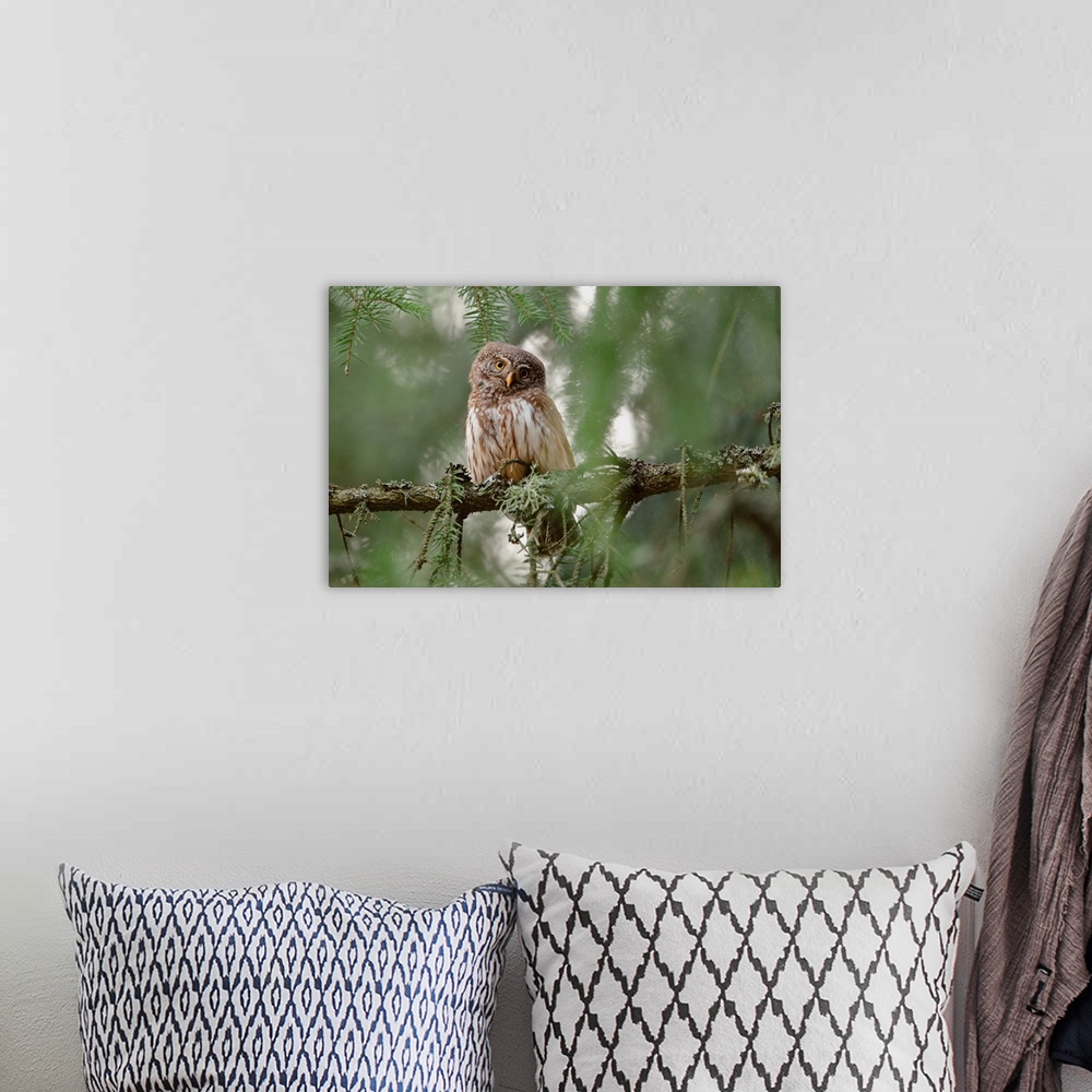 A bohemian room featuring Pygmy Owl