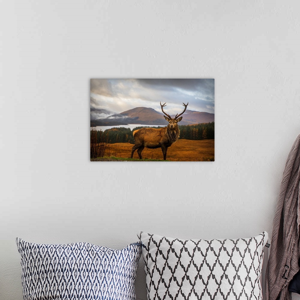 A bohemian room featuring Scottish Stag