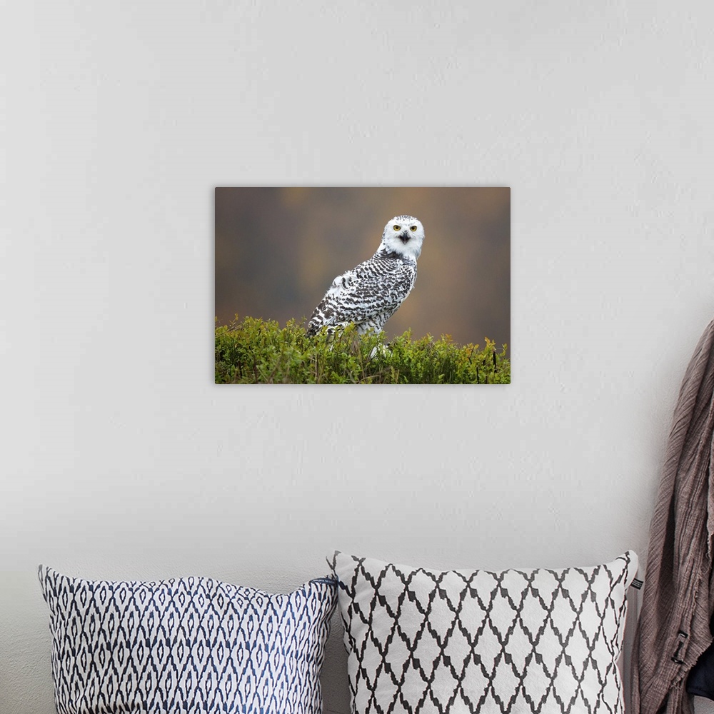 A bohemian room featuring A snowy owl calling and staring with large yellow eyes.