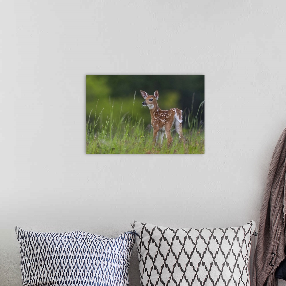 A bohemian room featuring A young fawn with spots standing in tall grass.