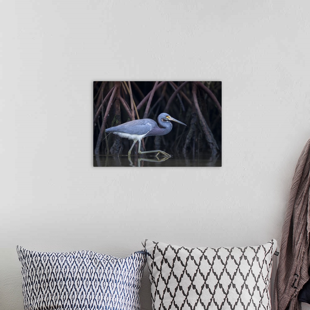 A bohemian room featuring A tricolored heron walking among tree roots in the water.