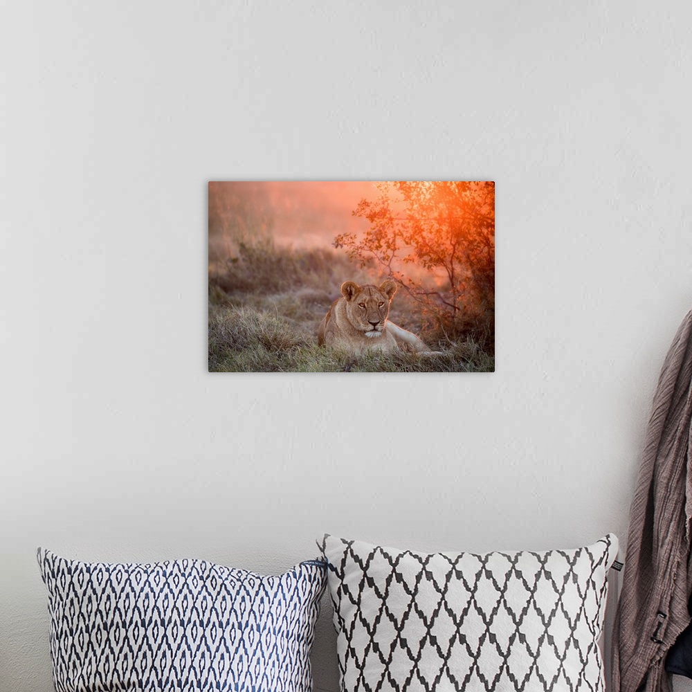 A bohemian room featuring Sunset Lioness