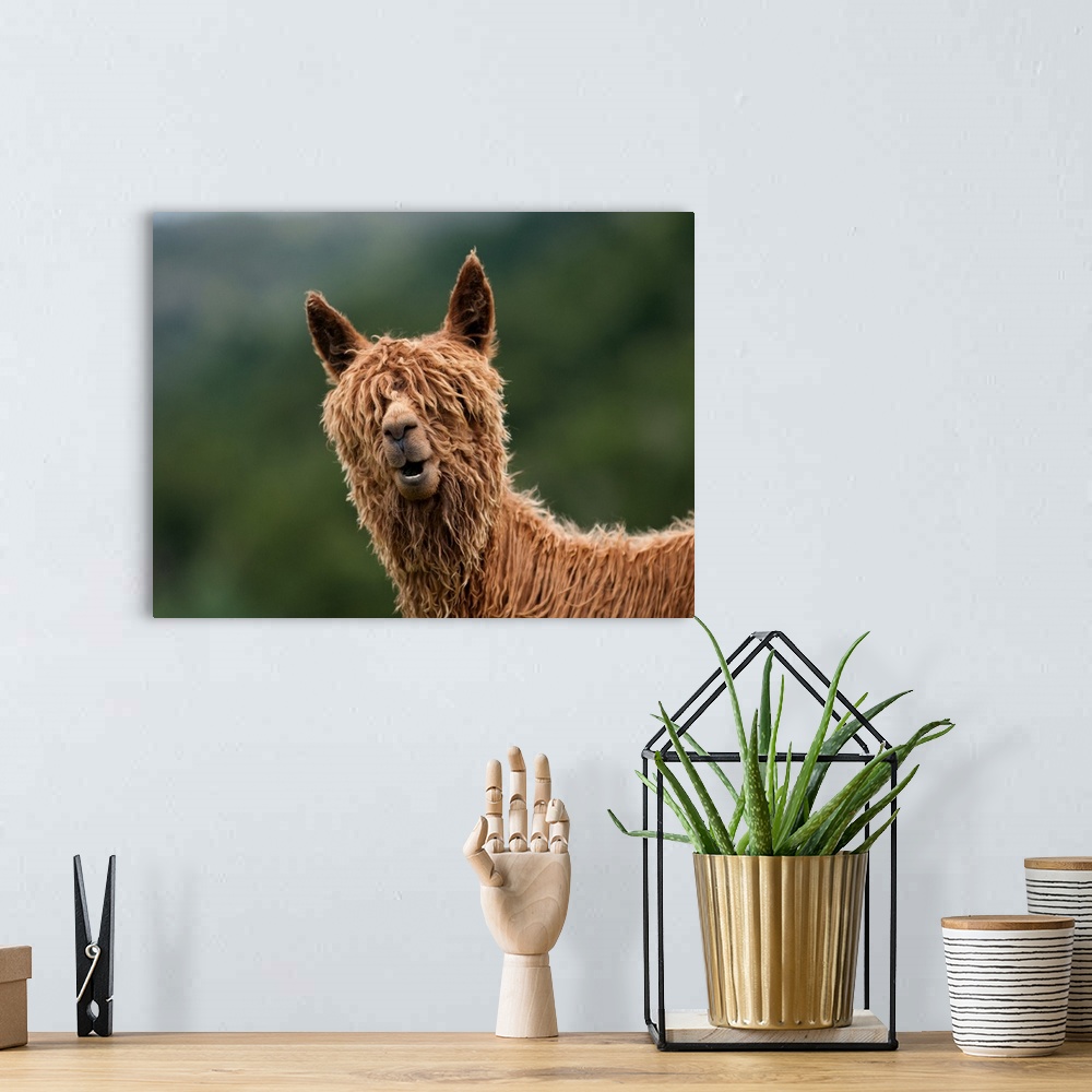 A bohemian room featuring Humorous image of a llama with shaggy fur covering its eyes.