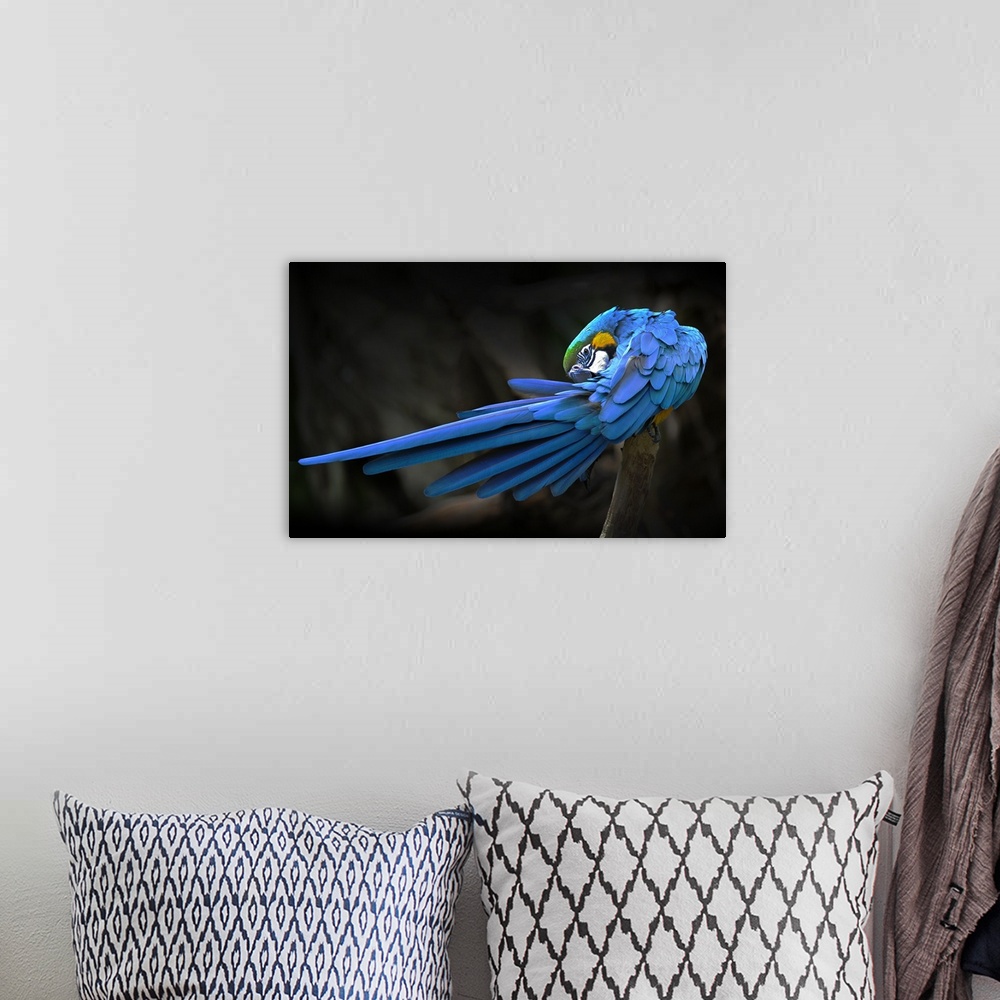 A bohemian room featuring A blue and gold macaw preening its tail feathers.