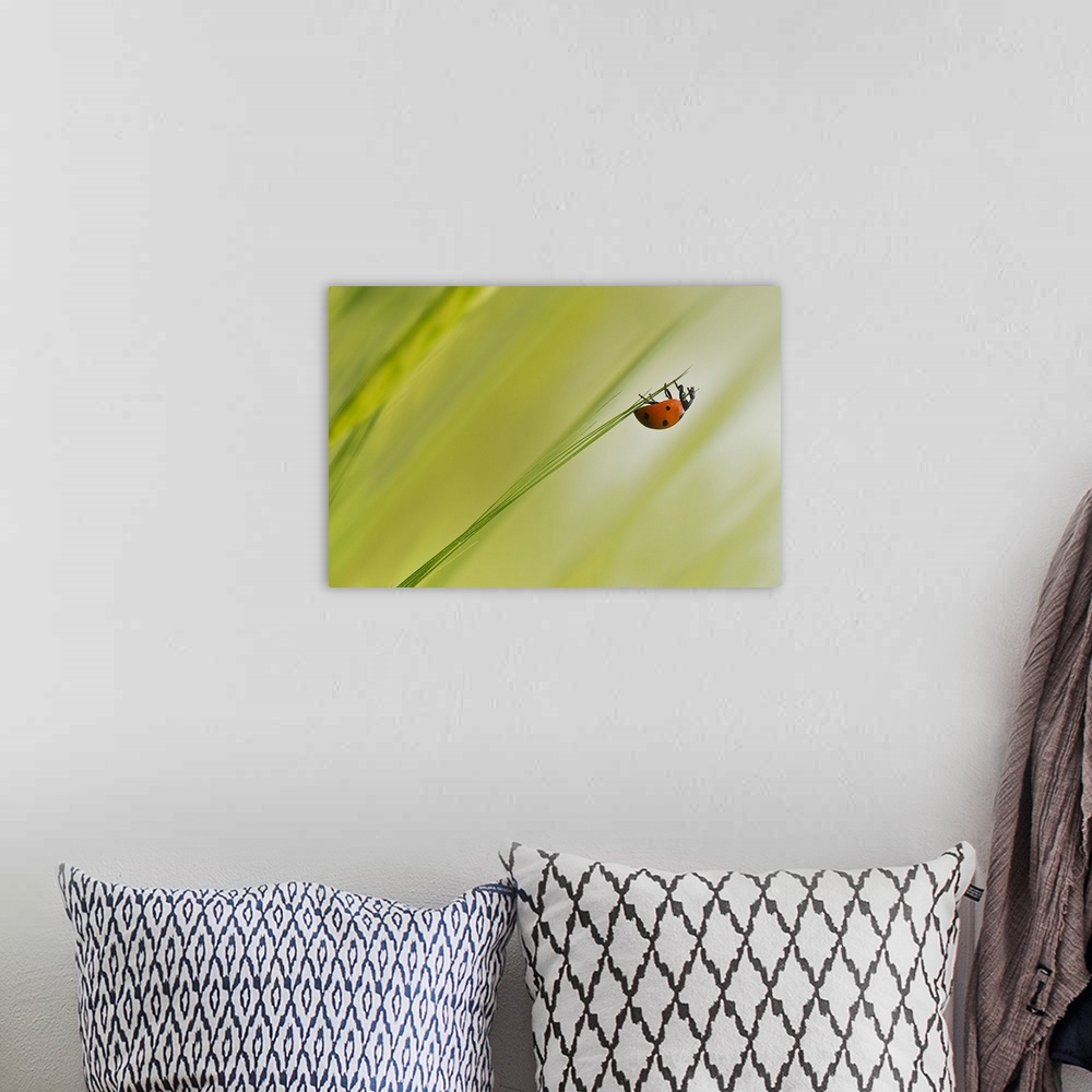 A bohemian room featuring A ladybug hangs upside-down from the tip of a blade of grass.