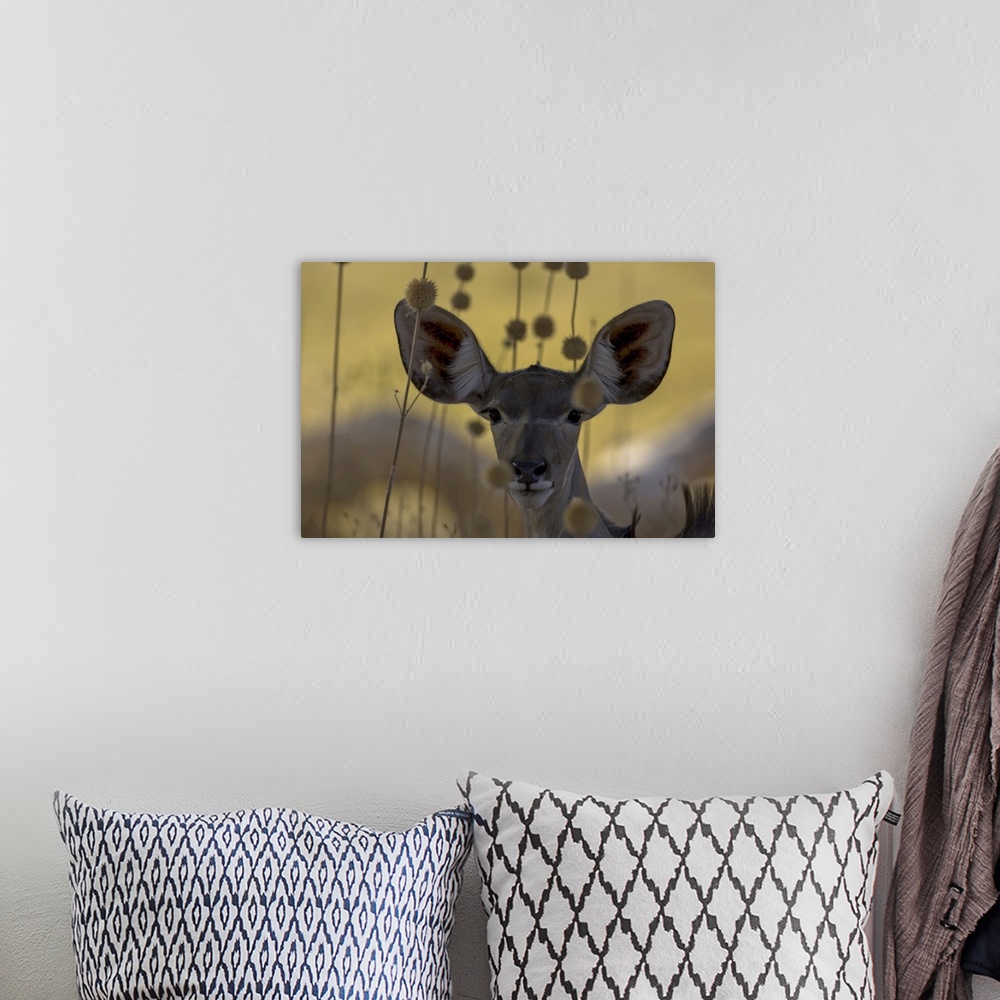 A bohemian room featuring A female antelope makes eye contact with the camera.