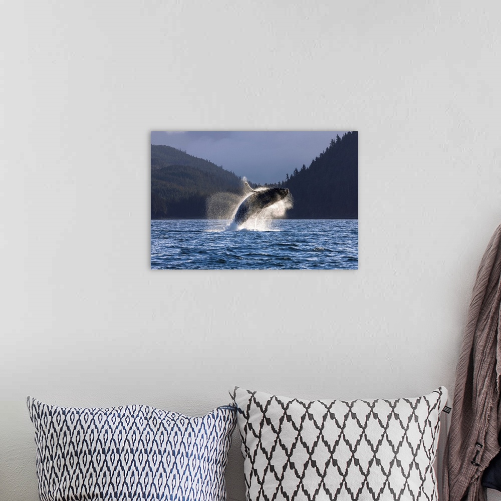 A bohemian room featuring A Humpback Whale leaps from the waters of the Inside Passage near Juneau, Alaska. Favorite Passag...